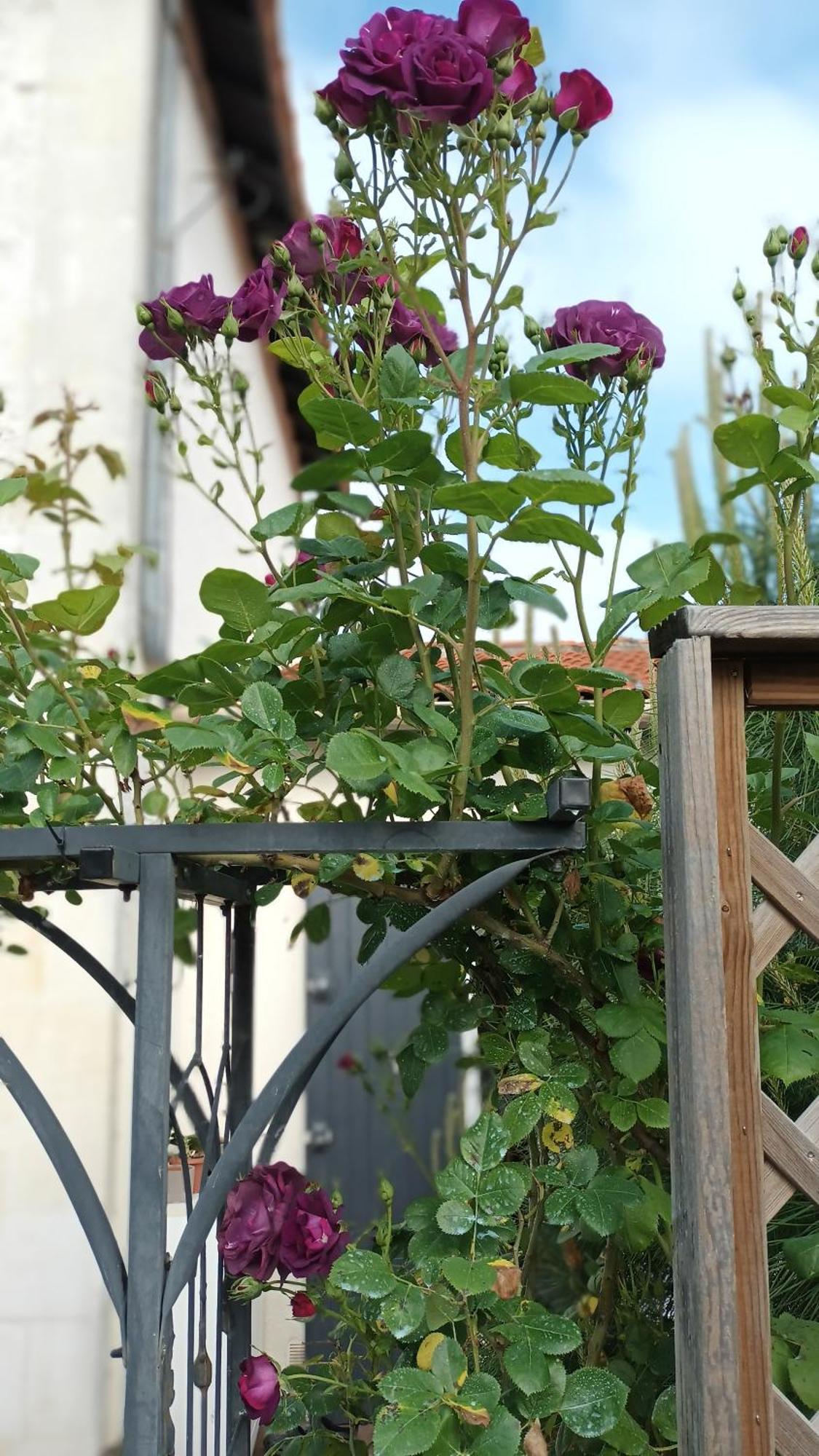 Le Clos Des Passiflores Pons Eksteriør bilde
